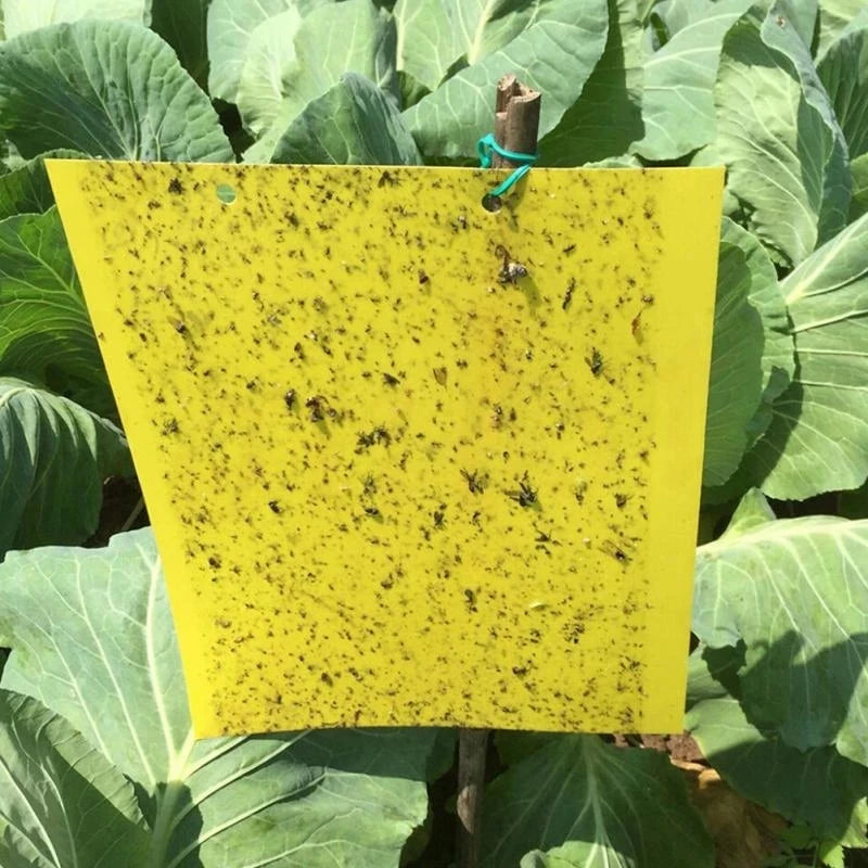 NEW Arrivals 50-100pcs Strong Fruit Fly Traps Bugs Yellow Sticky Board Pest Control Insect killer Two-Sided Glue Paper Trap for Kill Pests