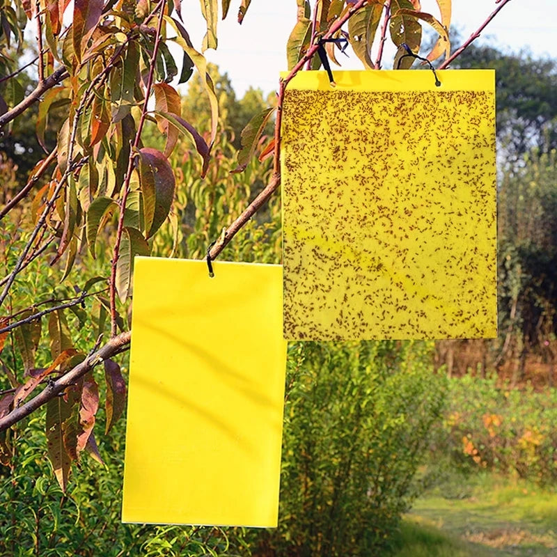 NEW Arrivals 50-100pcs Strong Fruit Fly Traps Bugs Yellow Sticky Board Pest Control Insect killer Two-Sided Glue Paper Trap for Kill Pests