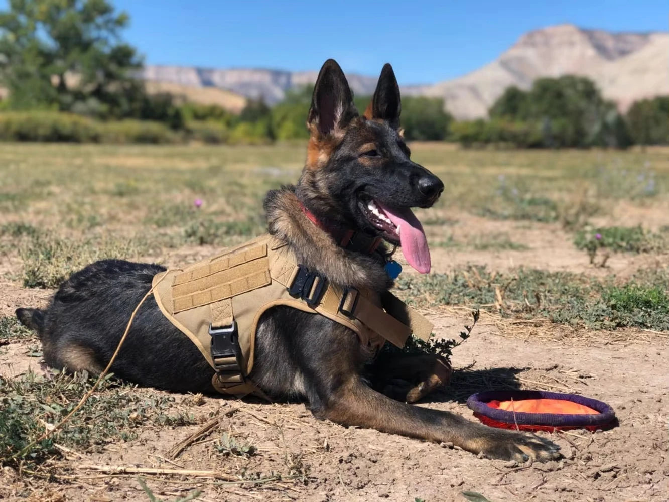 NEW Arrivals Tactical Dog Harness Adjustable Pet Chest Strap Working Training Easy Control Pet Vest-Type Service Traction Pets Supplies