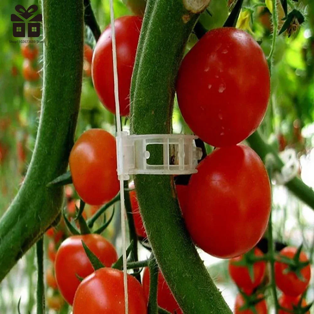 100/150Pcs Plastic Plant Support Clips Reusable Plant Vine Protection Grafting Fixing Tool for Vegetable Tomato Garden Supplies