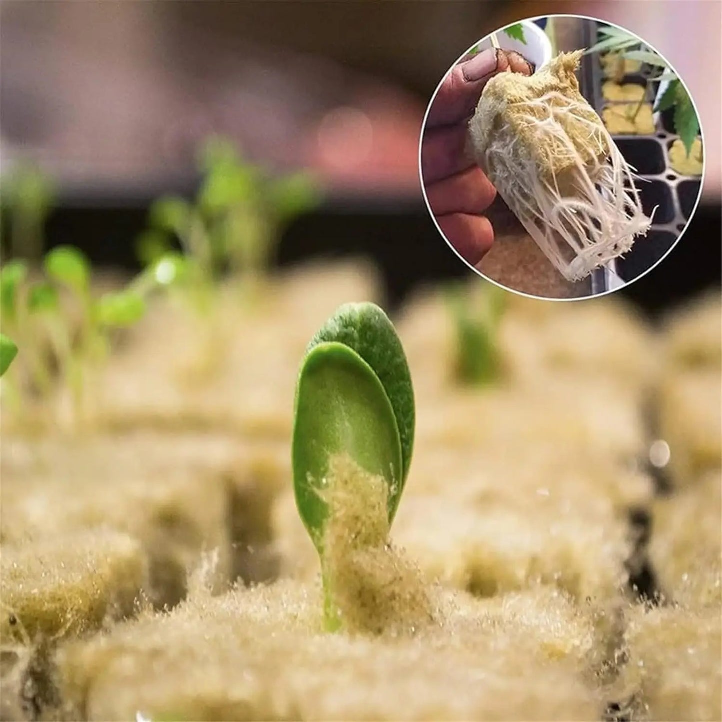 NEW Arrivals 100-200-300-500PCS Set Rockwool Hydroponic Grow Media Cubes Garden Seedling Block Water Cultivation Plant Seed Sowing Germination Blocks Home Garden Supplies