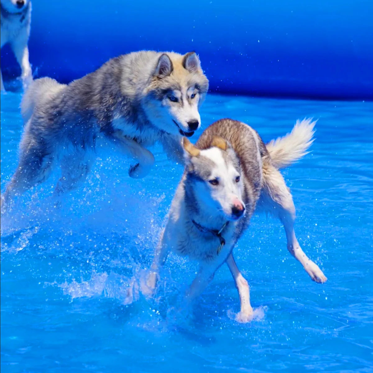 2x2/3x3/4x4M 4 Colors for Home Villa Large Pet Airtight Inflatable Swimming Pool, Outdoor Yard Dog Bathing Large Blow Up Tank Inflatable Bath Tub For Dogs with Air Pump Set Pets Summer Water Games