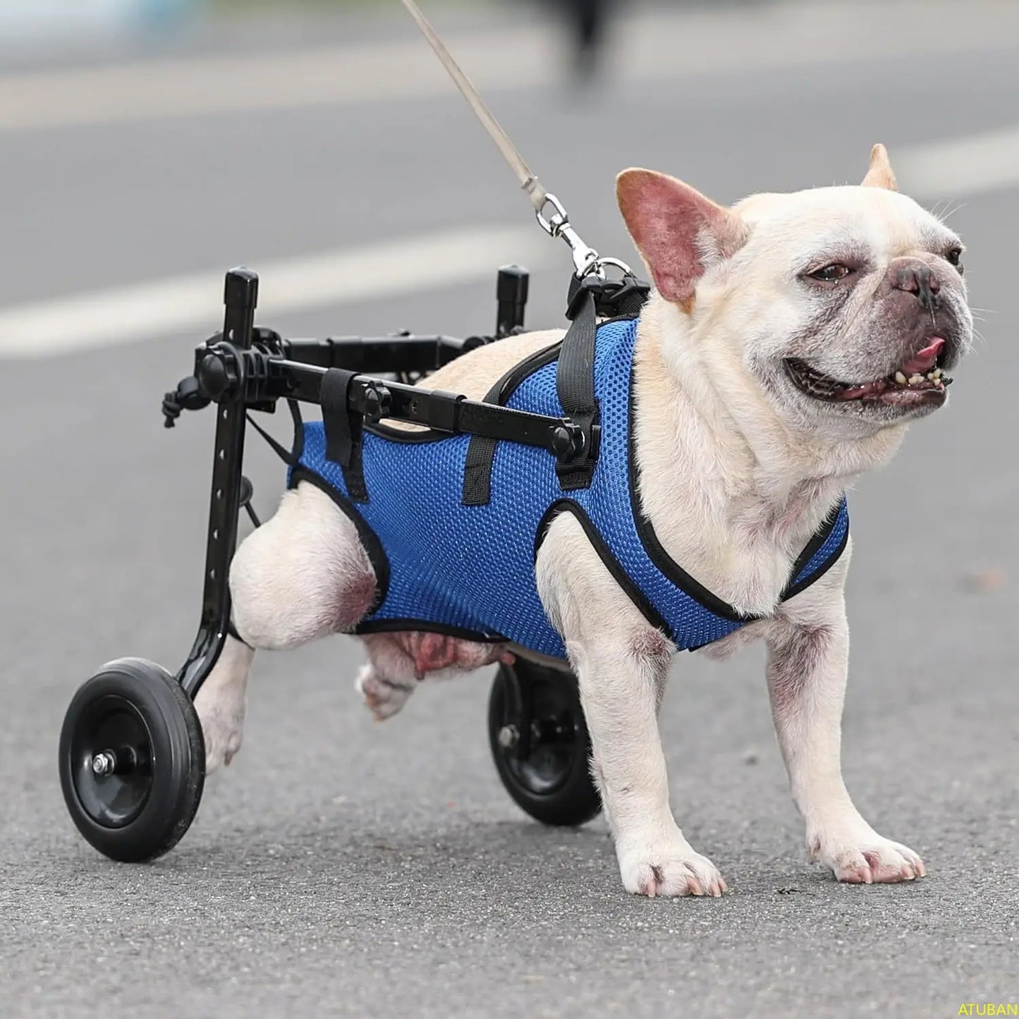 Dog Wheelchair, Adjustable Dog Wheelchairs-Mobility Aids for Disabled Pets, Suitable for Pets Weighing 8-20 Pounds