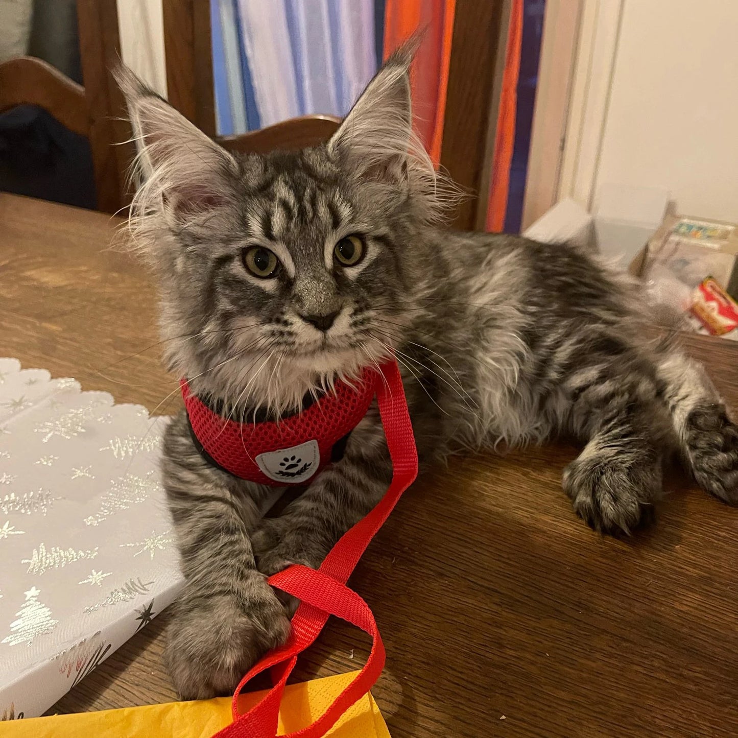 NEW Cat Harness Adjustable Vest Walking Traction Rope Set for Dog Collar Breathable Mesh Harness for Small Medium Cat Dog Pet Lead Reflective Strips Pets Supplies