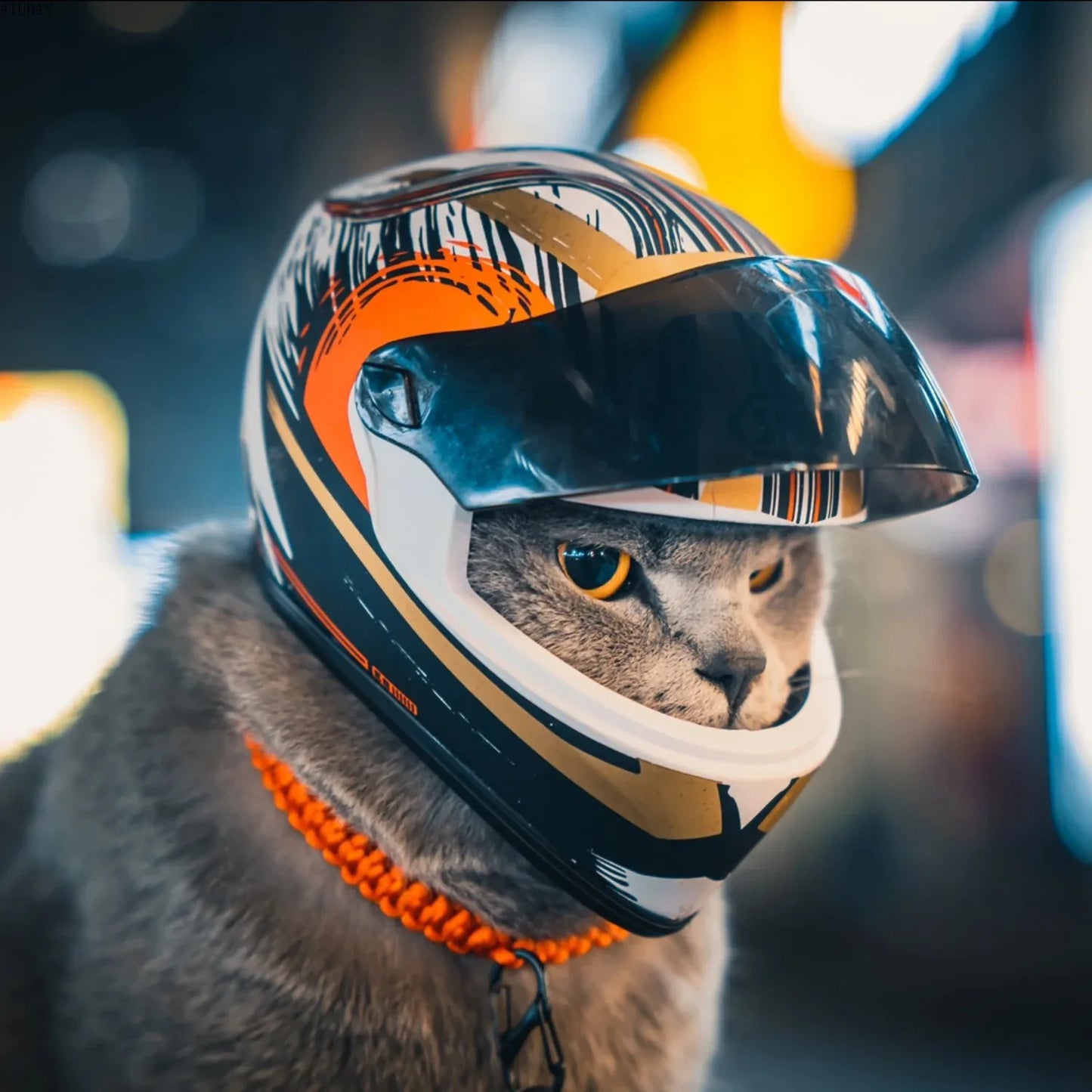 Pet Motorcycle Helmet,Full Face Motorcycle Helmet Outdoor Motorcycle Bike Riding Helmet Hat for Cat Puppy Helmet Pet Supplies